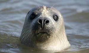 Return of the SEAL? I hope not